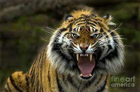 Eyes Of The Tiger Photograph Eyes Of The Tiger Fine Art Print Tiger Photography Tiger Roaring Animals Wild