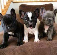 Most will benefit if you moisten their food for the first few weeks. Kusa French Bulldog Puppies For Sale Johannesburg Free Classifieds In South Africa