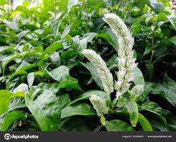 Image result for Justicia betonica