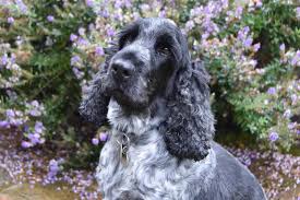 Wagging tail resort, jackson, tennessee. Wagging Tails Home Facebook