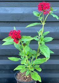 Image result for Pentas longiflora