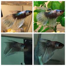 Fish Sitting A Friend S Fish And I Think He Has Fin Rot Is There Hope For Stanley Bettafish