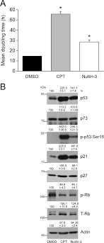 Effect of CPT and Nutlin-3 on the proliferation of ARPE-19 cells.... |  Download Scientific Diagram