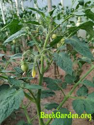 Unlike squash, which has separate male and female flowers, that means that the pollen has a very short way to travel in order to create fruit. 4 Causes Why Your Tomatoes Are Not Setting Fruit