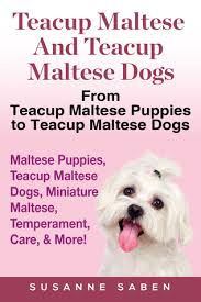 Financing is available, contact now! Teacup Maltese And Teacup Maltese Dogs From Teacup Maltese Puppies To Teacup Maltese Dogs Includes Maltese Puppies Teacup Maltese Dogs Miniature Maltese Temperament Care More By Susanne Saben
