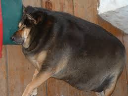Though dogs can generally handle more animal fat than humans can, you can still overdo it. Fat Dog Because When It Comes To Planning The Future Being Well Informed Is Always The Smartest Path