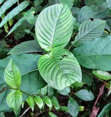 Image result for Sabicea