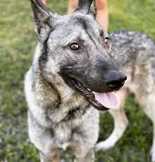 Your Guide To The Powerful Kunming Wolfdog K9 Web