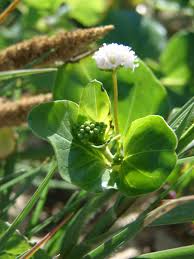 Image result for Boerhavia repens