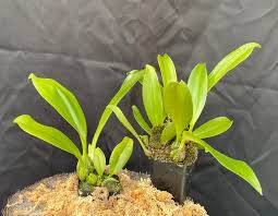 Image result for Bulbophyllum prorepens