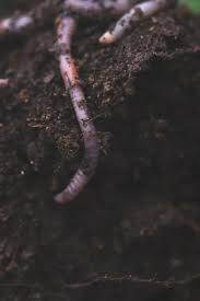 This makes worm castings metal free. The Biggest Secret To Vegetable Flower Power Using Worm Castings