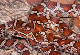 Like all other squamates, snakes are ectothermic, amniote vertebrates covered in overlapping scales. Red Cornsnake Florida Snake Id Guide