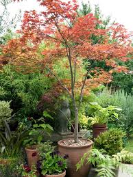 Pin On Container Gardens