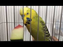 konusan muhabbet kusu fistik karpuz sevinci dinlet konussun youtube animals parrot bird