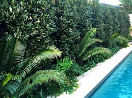 Add mandevilla to the planting area and allow it to ramble up a trellis or tree. Poolside Planting Project Ods
