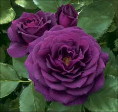 Knockout roses care is easy, we share 5 smart tips on growing, caring for and shaping beautiful knock out knockout roses care: Purple Knockout Rose Floribunda Roses Purple Climbing Roses Planting Roses