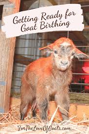 Getting Ready For Goat Birthing Goats Keeping Goats Raising Goats