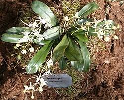 Image result for Aerangis collum-cygni