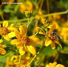 Image result for Dicliptera minor