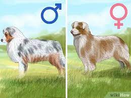 The australian shepherd health and genetics institute (ashgi) is concerned that different countries might independently decide on a correct aussie tail. How To Identify An Australian Shepherd 12 Steps With Pictures