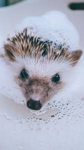 ️ read more ️hey everyone! Cute Hedgehog Wallpapers Wallpaper Cave