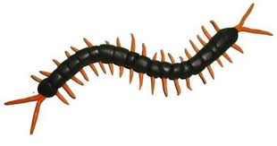 Black And Yellow Striped Millipede Making Of A Centipede From Polymer Clay Polymer Clay Clay Centipede