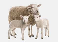 Sheep Goat Vaccination Schedule