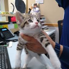 COZY CATS VETERINARY