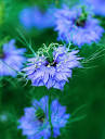 How to Plant and Grow Nigella