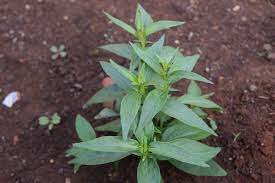 Manfaat sambiloto (androgaphis paniculata ness) untuk kesehatan antara lain dapat mengurangi nyeri, meredakan panas dalam, mengatasi gangguan pencernaan seperti diare dan konstipasi, hingga. Sambiloto Balittro