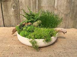 Check spelling or type a new query. Tabletop Moss Garden Diy Kit 44 99