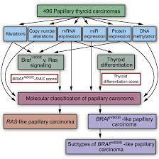 Papillary thyroid carcinoma is given a tumour stage between 1 and 4 based on the size of the tumour and the presence of tumour cells outside of the thyroid (see extrathyroidal extension above). Integrated Genomic Characterization Of Papillary Thyroid Carcinoma Sciencedirect