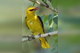 Find their latest streams and much more right here. Pirol Biologische Station Haseniederung E V