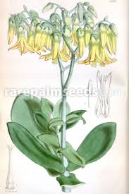 Image result for Kalanchoe velutina