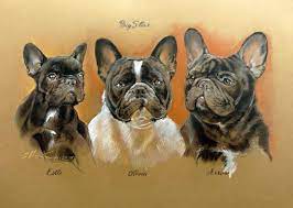 French bulldogs do best as an indoor dog. French Bulldog Malaysia Online Store Startseite Facebook