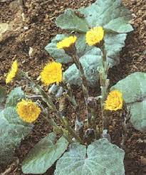 Coltsfoot is a perennial plant that looks similar to a dandelion when it blooms in spring. Coltsfoot 9cm Pots Tussilago Farfara Uk Delivery Naturescape