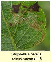 Image result for Stigmella alnetella