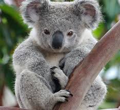 Pin By Kimberly Vredeveld Parson On Koalas Koala Bear Koala Bear Funny Koalas