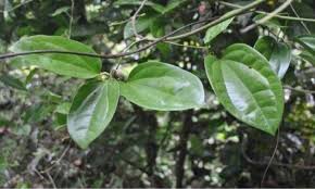 Hasil gambar untuk daun bungkus tiga jari