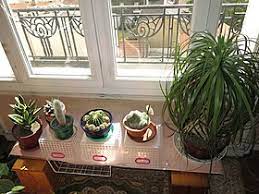 Some of the most popular varieties are star cactus. Houseplant Wikipedia