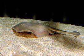 Image result for Stingray