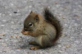 Looks Like A Little Boomer Squirrel From The Smoky Mountains So Cute Baby Animals Pictures Baby Squirrel Newborn Animals