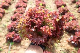 Nigella sativa, a flower whose edible seeds are sometimes known as black cumin or black caraway. Lollo Rosso Lettuce Saladnova