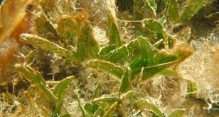 Image result for Hydrocharitaceae