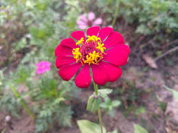 Pakai pupuk khusus apa ? Ini Dia 4 Bunga Pengusir Hama Padi Yang Alami Pak Tani Digital