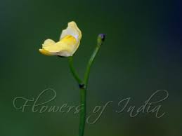 Image result for Utricularia gibba