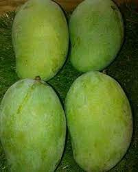Buah mangga harum manis adalah sejenis buah mangga yang sangat terkenal di negeri perlis. Mangga Harum Manis Ada Grednya Lazatnya Bukan Sebarang Mangga