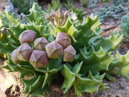 Image result for Orbea melanantha