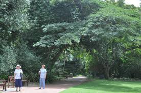 Image result for Albizia adianthifolia
