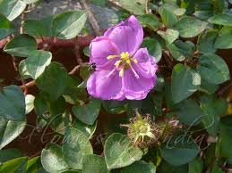 Image result for Dissotis alata